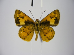 Pardaleodes incerta incerta