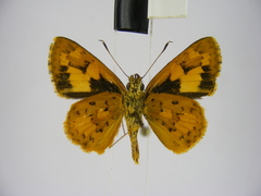 Pardaleodes incerta incerta