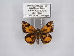 Pardaleodes incerta incerta