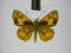 Pardaleodes incerta incerta