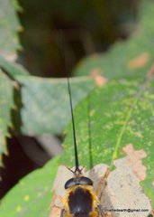 Philoliche longirostris
