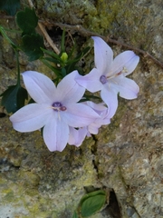 Campanula fragilis fragilis