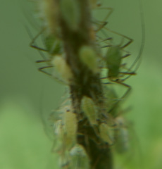 Microlophium carnosum