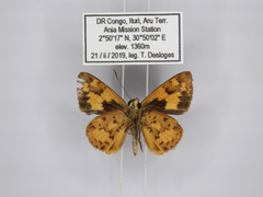 Pardaleodes incerta incerta