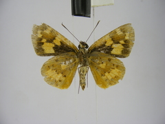 Pardaleodes incerta incerta