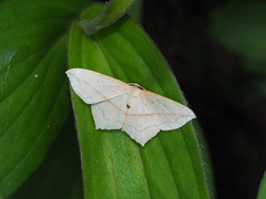 Timandra convectaria