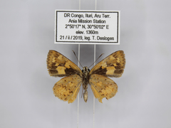 Pardaleodes incerta incerta