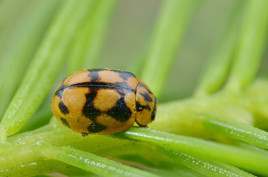 Adalia conglomerata