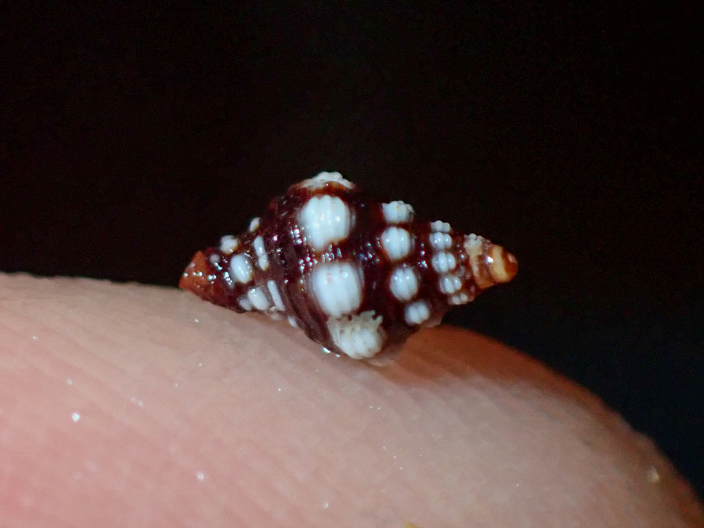 White-spot Latirus