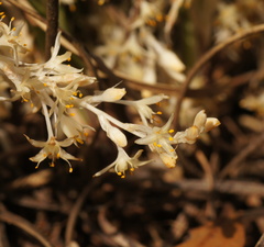 Lomandra effusa