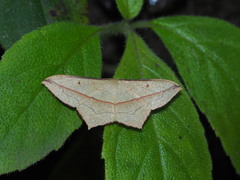 Timandra convectaria