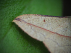 Timandra convectaria