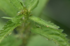 Microlophium carnosum