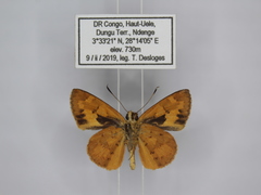 Pardaleodes incerta murcia