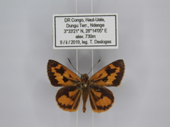 Pardaleodes incerta murcia