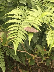 Dichorragia nesimachus nesiotes