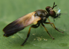 Eudioctria sackeni