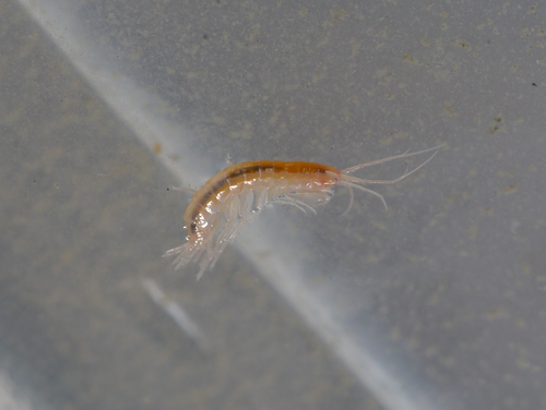 Maeridae