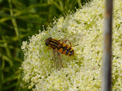 Helophilus intentus