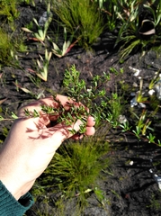 Indigofera sp14