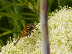 Helophilus intentus