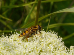Helophilus intentus