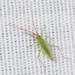 Rice Leaf Bug - Photo (c) Jason M Crockwell, some rights reserved (CC BY-NC-ND), uploaded by Jason M Crockwell