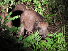 Sus scrofa riukiuanus