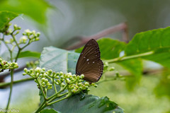 Euploea tulliolus ledereri