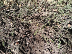 Aspalathus digitifolia