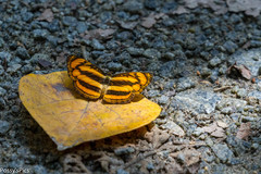 Pantoporia paraka