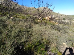 Aspalathus digitifolia