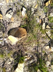 Aspalathus digitifolia