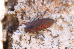 Chalcophora mariana massiliensis