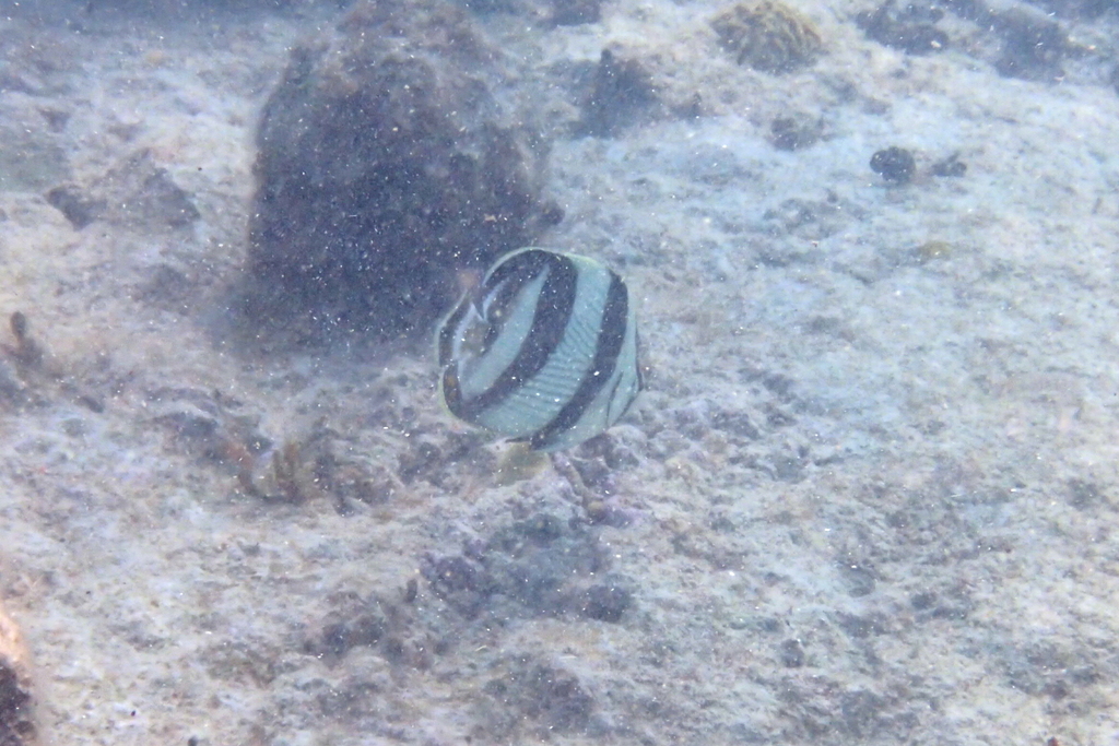 Banded Butterflyfish from North Andros, BS on December 1, 2019 at 10:23 ...