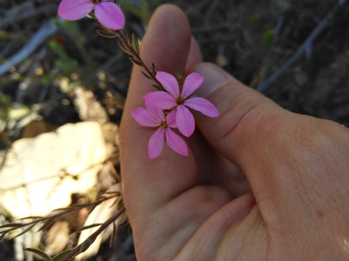Acmadenia gracilis (Acmadenia gracilis)