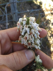 Erica glomiflora