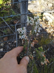 Erica glomiflora