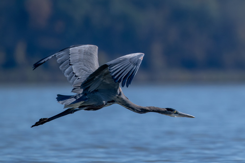Great Blue Heron photographed in Indiana