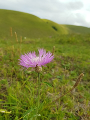 Psephellus daghestanicus