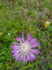 Psephellus daghestanicus