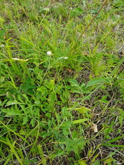 Psephellus daghestanicus