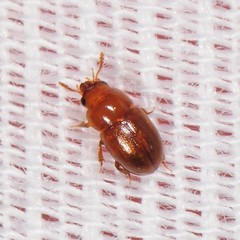 Leiodinae