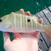 Mutton Snapper - Photo (c) Noah Daun, some rights reserved (CC BY-NC), uploaded by Noah Daun