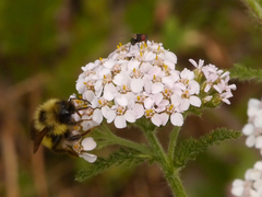 Bombus flavidus flavidus