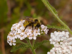 Bombus flavidus flavidus