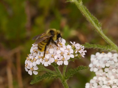 Bombus flavidus flavidus