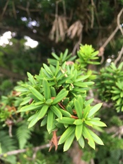 Taxus cuspidata