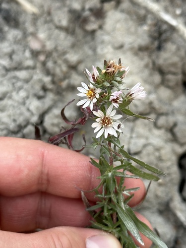 Image of Symphyotrichum falcatum by no rights reserved