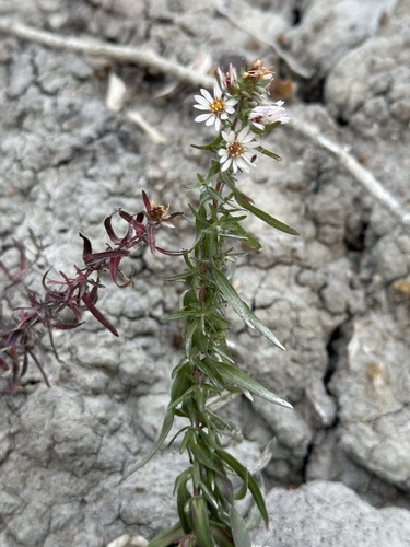 Image of White Prairie Aster (Symphyotrichum falcatum) by no rights reserved
